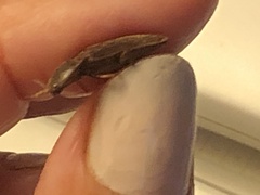 Hemicrepidius nemnonius