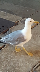 Larus michahellis