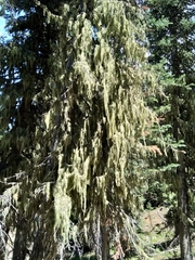 Evernia divaricata
