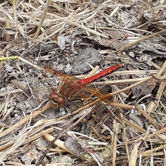 Sympetrum semicinctum