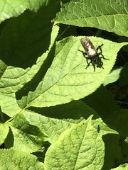 Laphria altitudinum