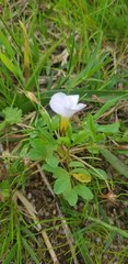 Oxalis minuta