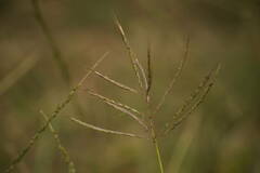 Dichanthium annulatum annulatum