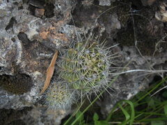 Parodia mammulosa