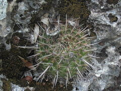 Parodia mammulosa