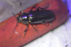 Archodontes melanopus