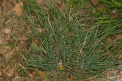 Chloris divaricata cynodontoides
