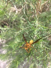 Polistes flavus