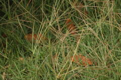 Chloris divaricata cynodontoides