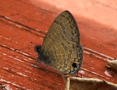 Prosotas nora superdates