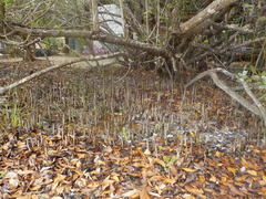 Conocarpus erectus sericeus