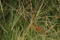 Chloris divaricata cynodontoides