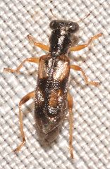 Phyllobaenus pallipennis