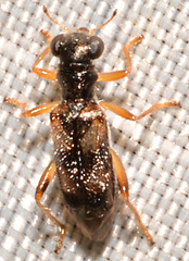 Phyllobaenus pallipennis
