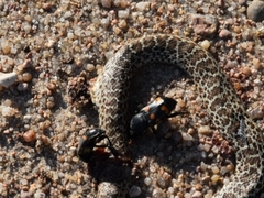 Nicrophorus carolina