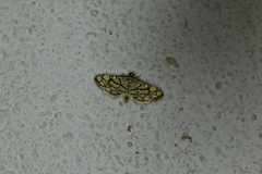 Hileithia rehamalis