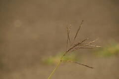 Dichanthium annulatum annulatum