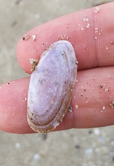 Hiatula nitida