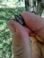 Brochymena lineata