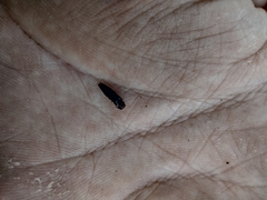Agrilus townsendi