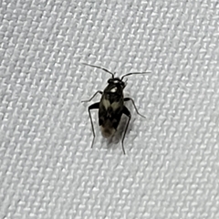 Spanagonicus albofasciatus