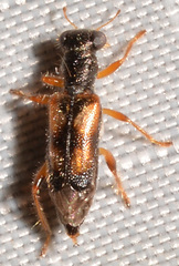 Phyllobaenus pallipennis