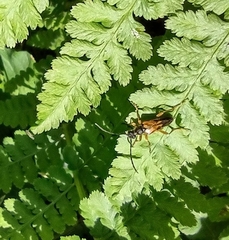 Etorofus obliteratus