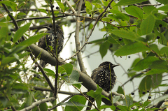 Sturnus vulgaris