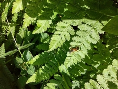 Etorofus obliteratus