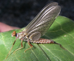 Ephemerellidae