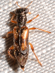 Phyllobaenus pallipennis