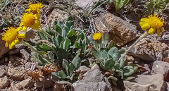 Packera werneriifolia