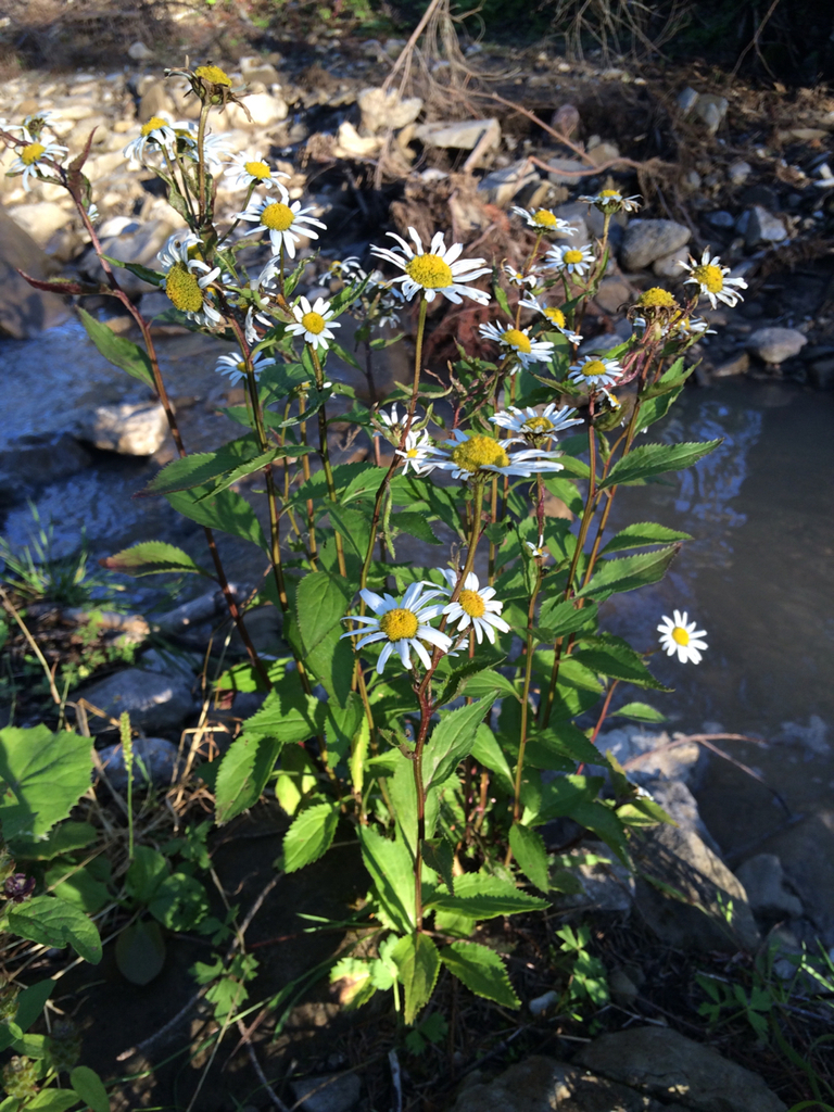 Round-leaved Daisy