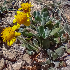 Packera werneriifolia