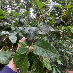 Campomanesia guazumifolia