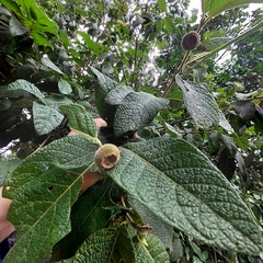 Campomanesia guazumifolia