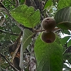 Campomanesia guazumifolia