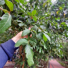 Campomanesia guazumifolia
