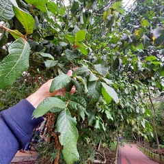 Campomanesia guazumifolia