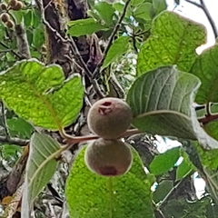 Campomanesia guazumifolia