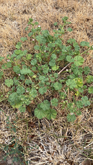 Malva neglecta