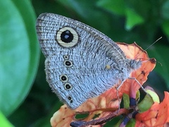 Ypthima baldus newboldi