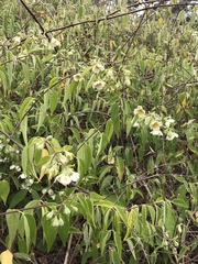 Philadelphus mexicanus