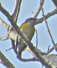 Coereba flaveola mexicana