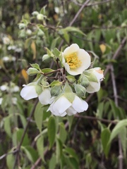 Philadelphus mexicanus