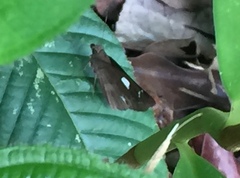 Notocrypta paralysos varians