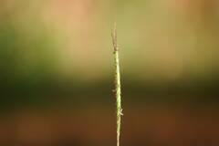 Dichanthium aristatum