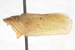 Flatoidinus acutus