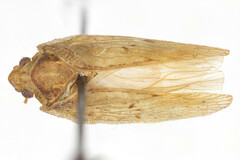Flatoidinus acutus