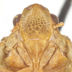 Flatoidinus acutus